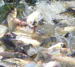 花鰱魚