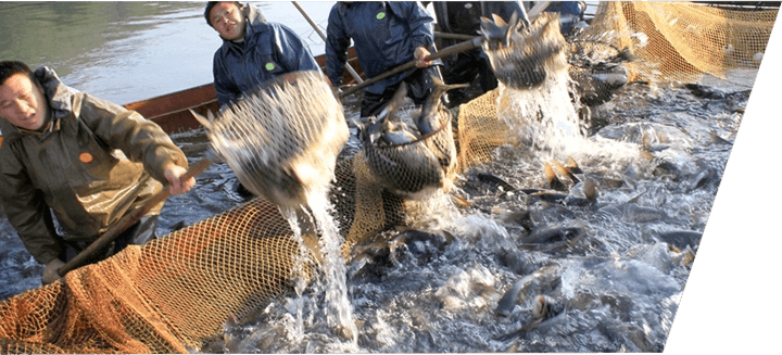 淡水魚(yú)生態(tài)養(yǎng)殖