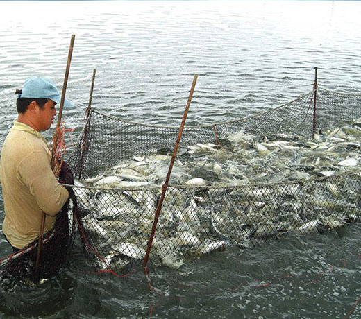 湖北胖頭魚廠家