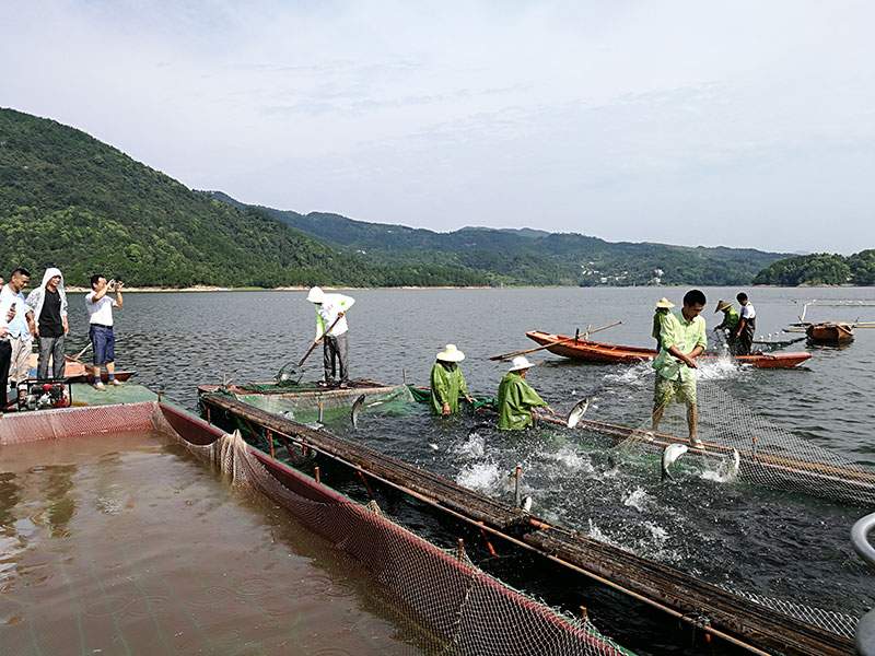 湖北胖頭魚(yú)廠家