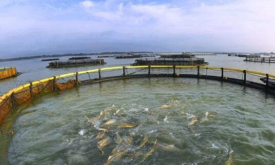 湖北胖頭魚批發(fā)廠家